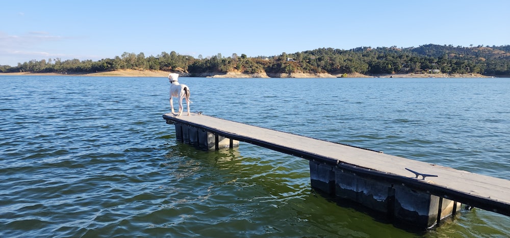 a person standing on a dock in the water