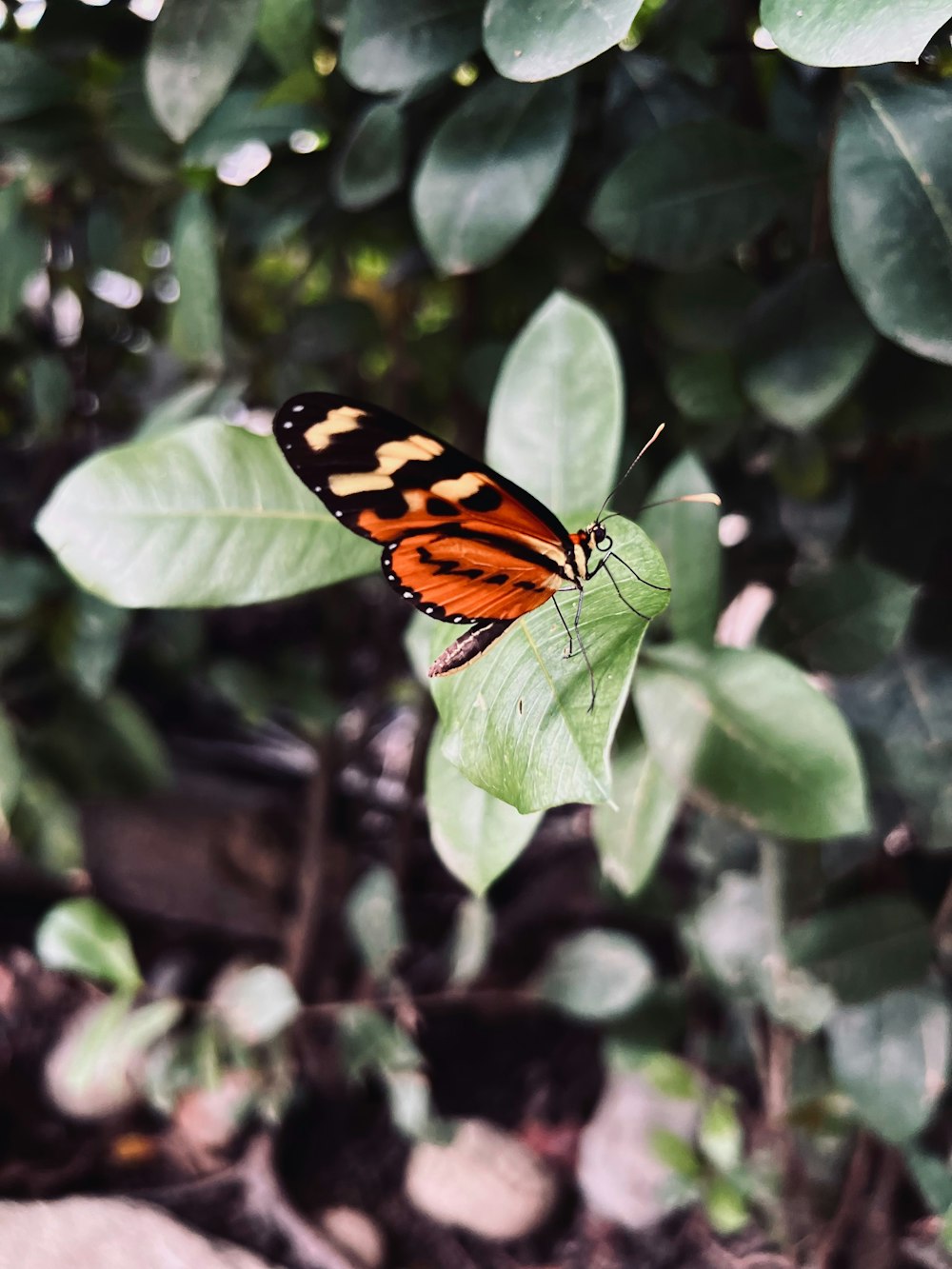 a butterfly sitting on top of a green leaf