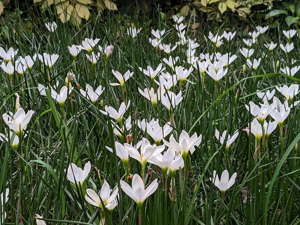 a field of white flowers in the grass
