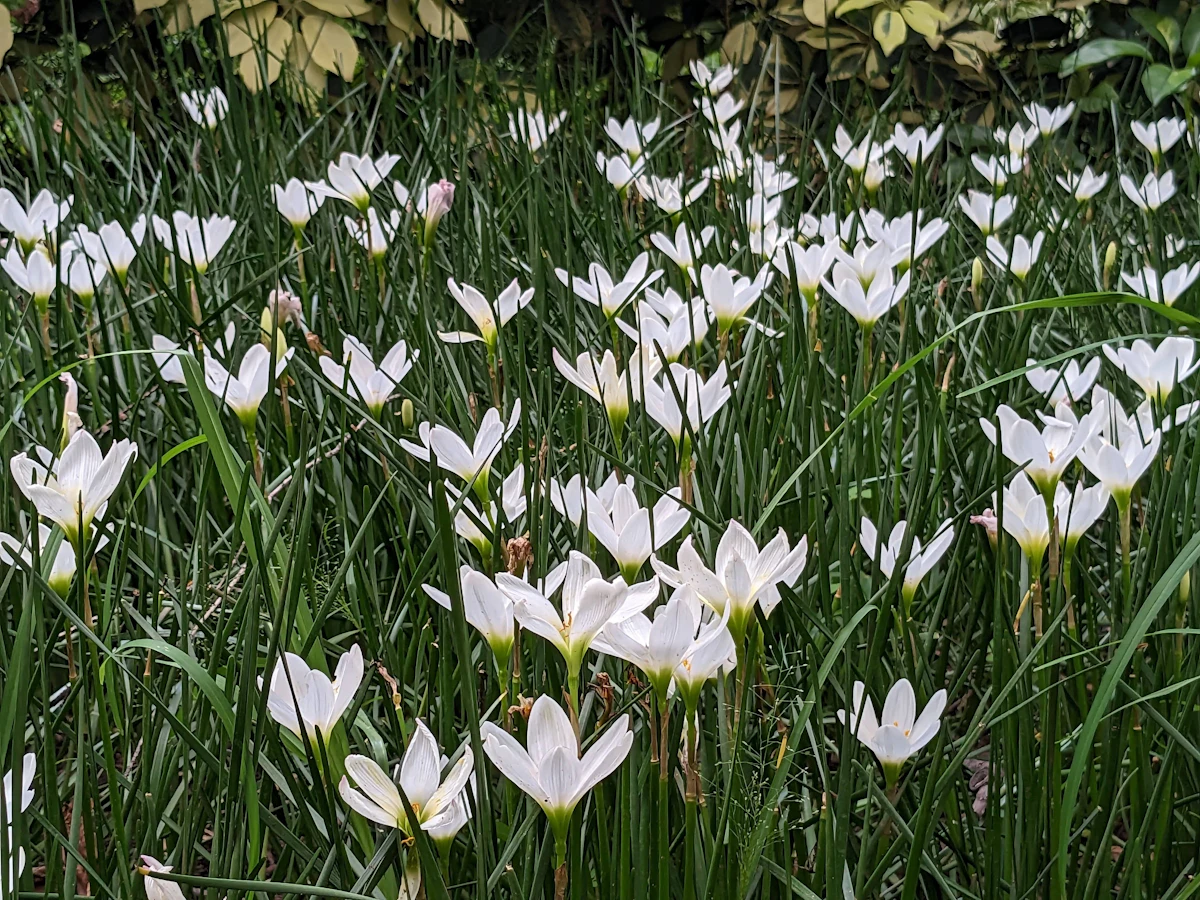 Rain Lily Zephyranthes Growing India Monsoon Flowers