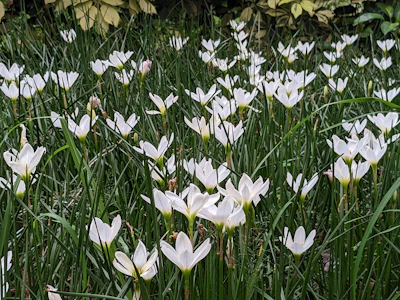 Rain Lily Zephyranthes Growing India Monsoon Flowers