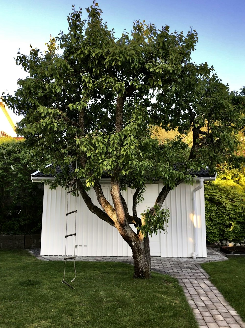 a tree in front of a white building