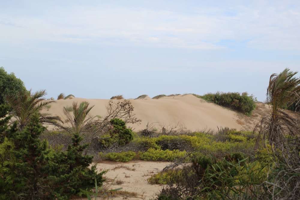 a sandy area with trees and bushes in the foreground