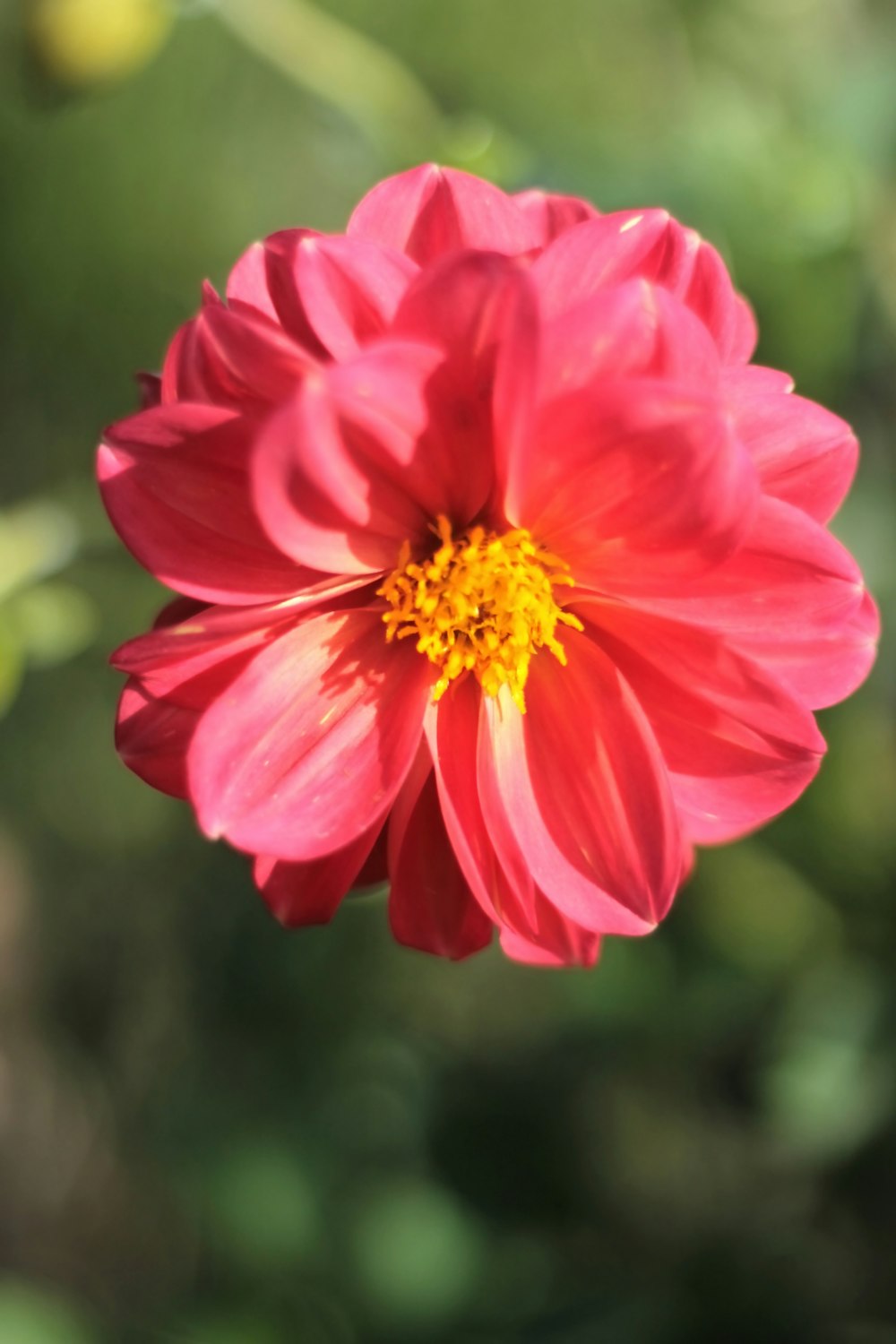 a red flower with a yellow center in a garden
