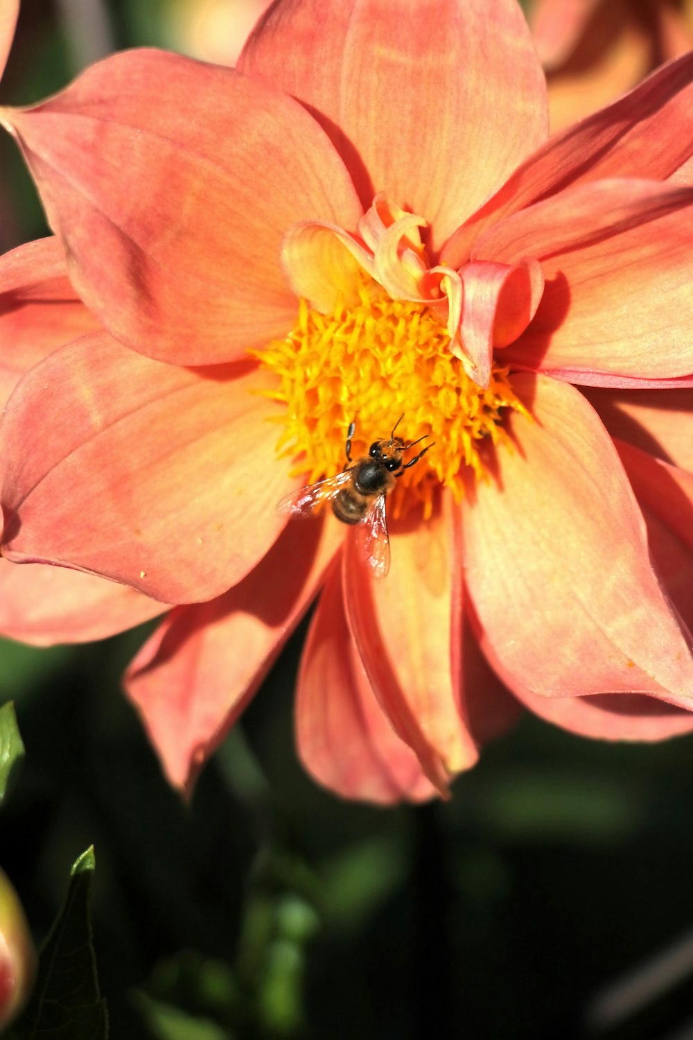 a close up of a flower with a bee on it