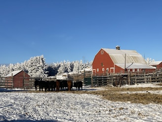 a herd of cattle standing in front of a red barn