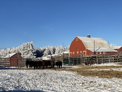 a herd of cattle standing in front of a red barn