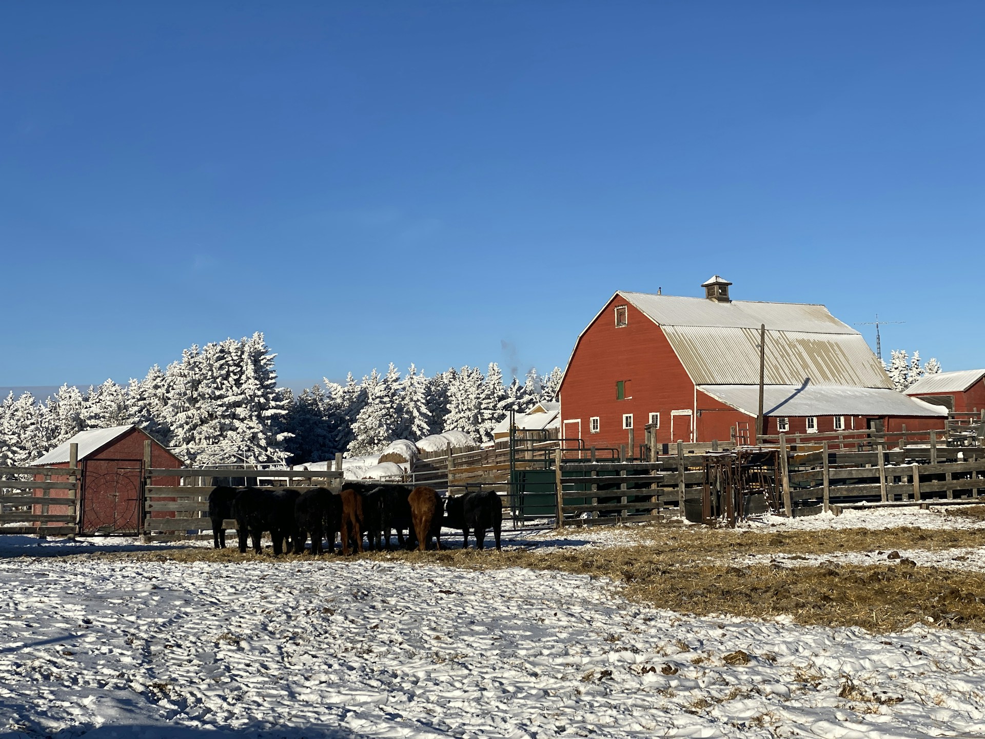 a herd of cattle standing in front of a red barn