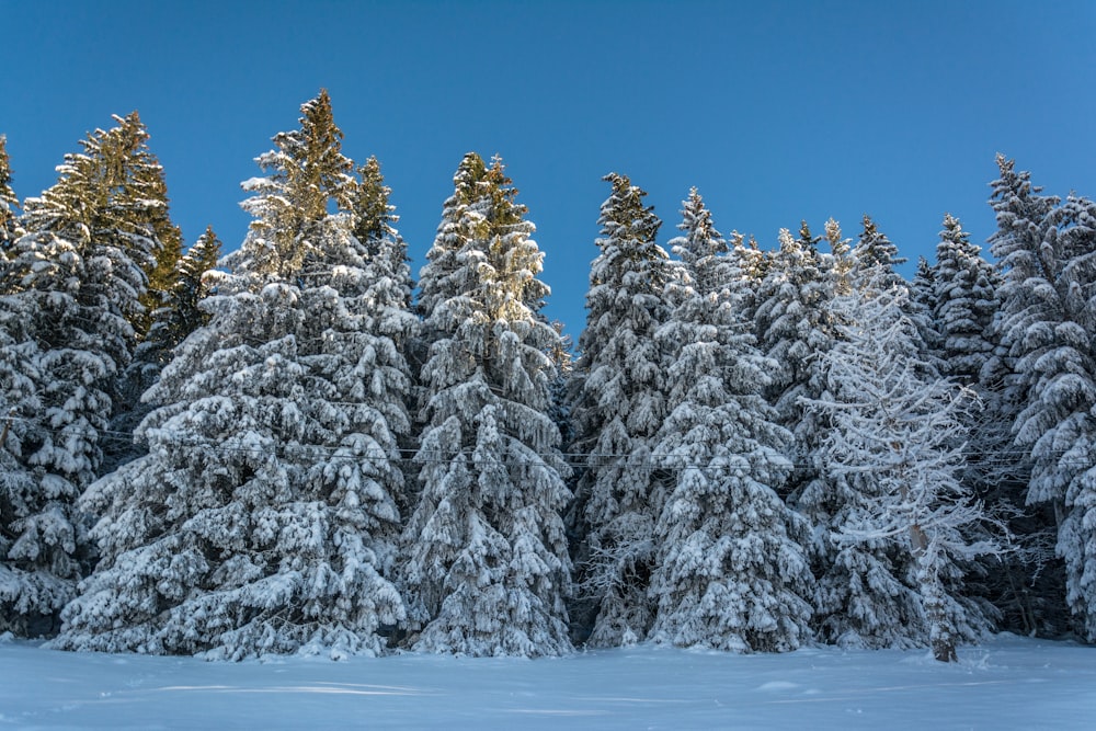 a group of snow covered trees in the snow