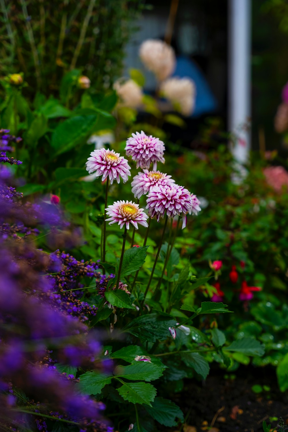 a bunch of flowers that are in a garden