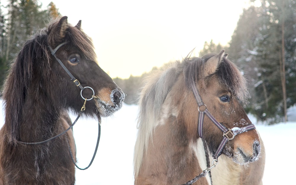 a couple of horses standing next to each other