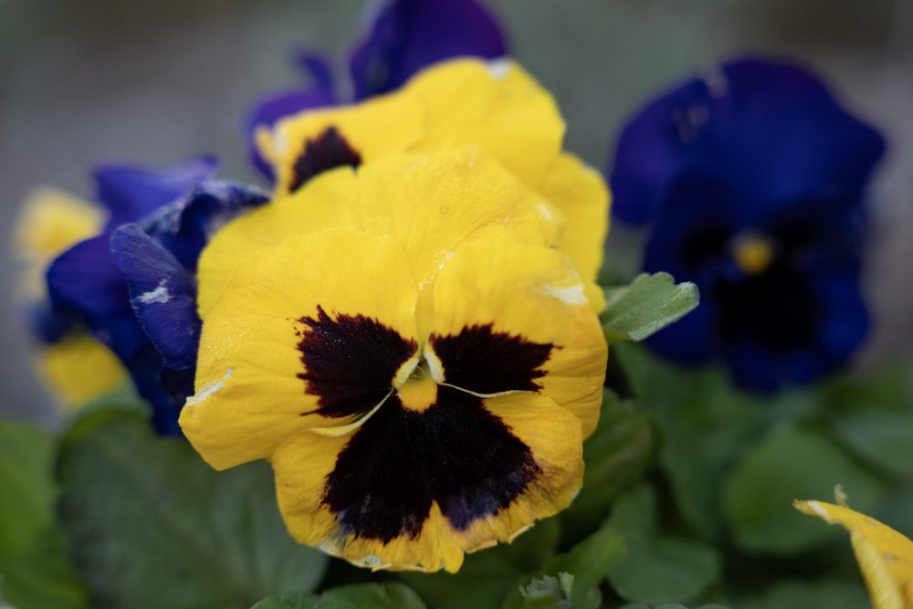 a close up of a yellow and blue flower