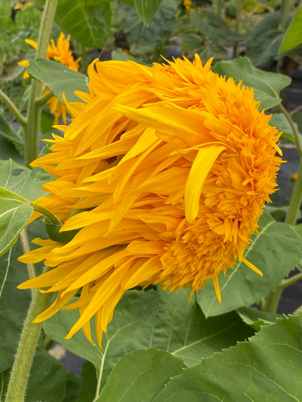 a large sunflower in a field of green leaves