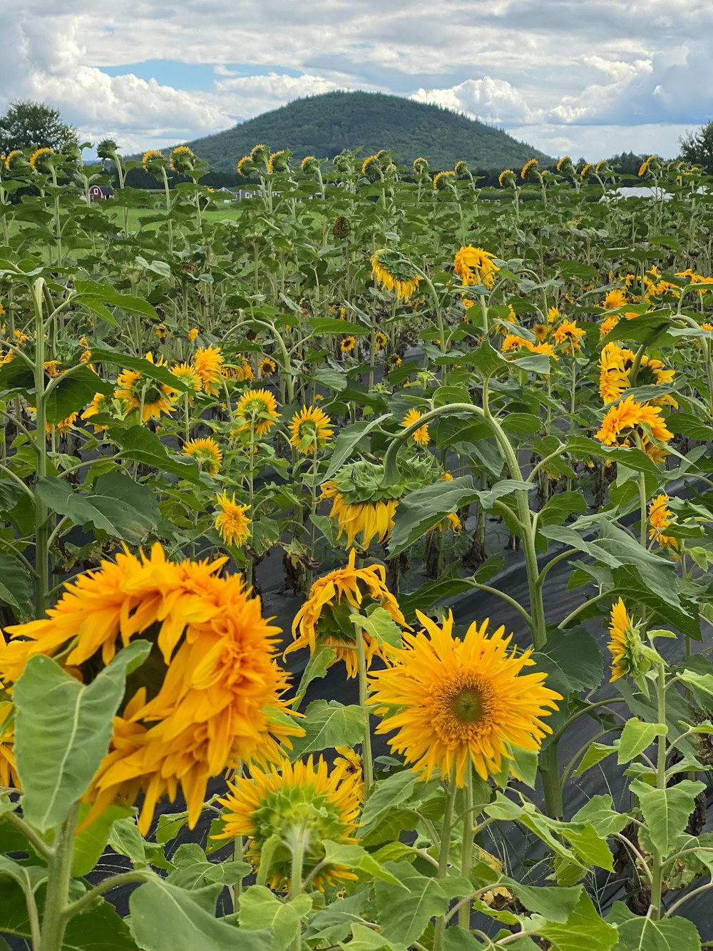 a large field of sunflowers with a mountain in the background