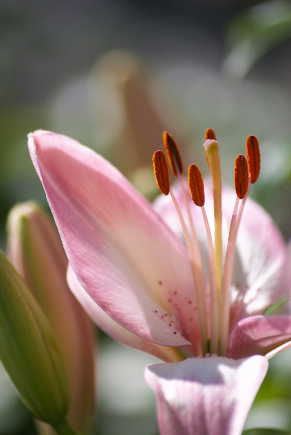 a close up of a pink flower with green leaves