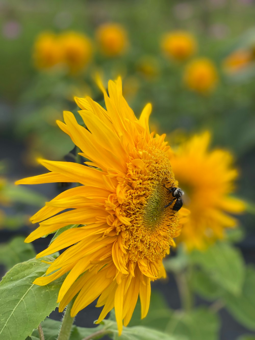 a large sunflower with a bee on it