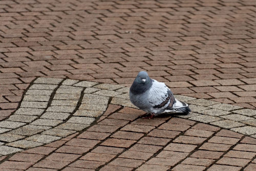 a pigeon is sitting on a brick walkway