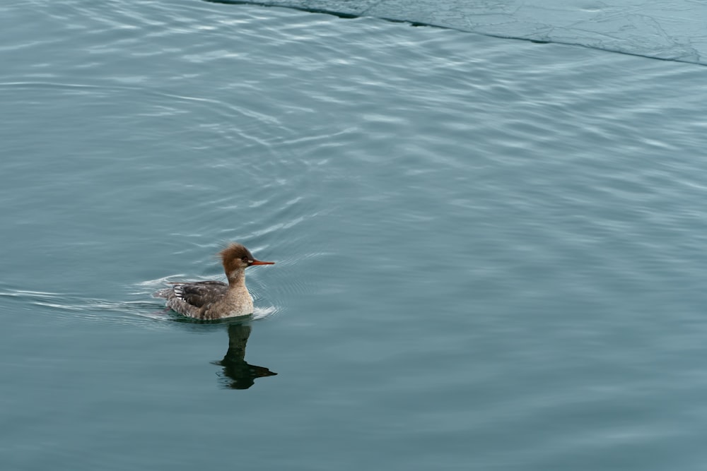 a duck floating on top of a body of water