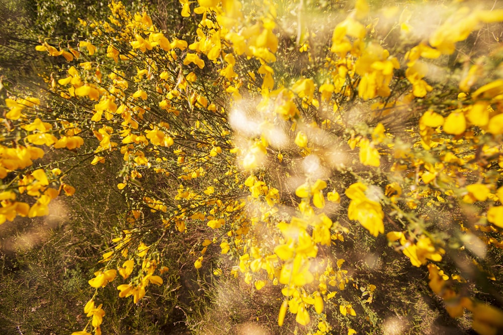 a bunch of yellow flowers in a field