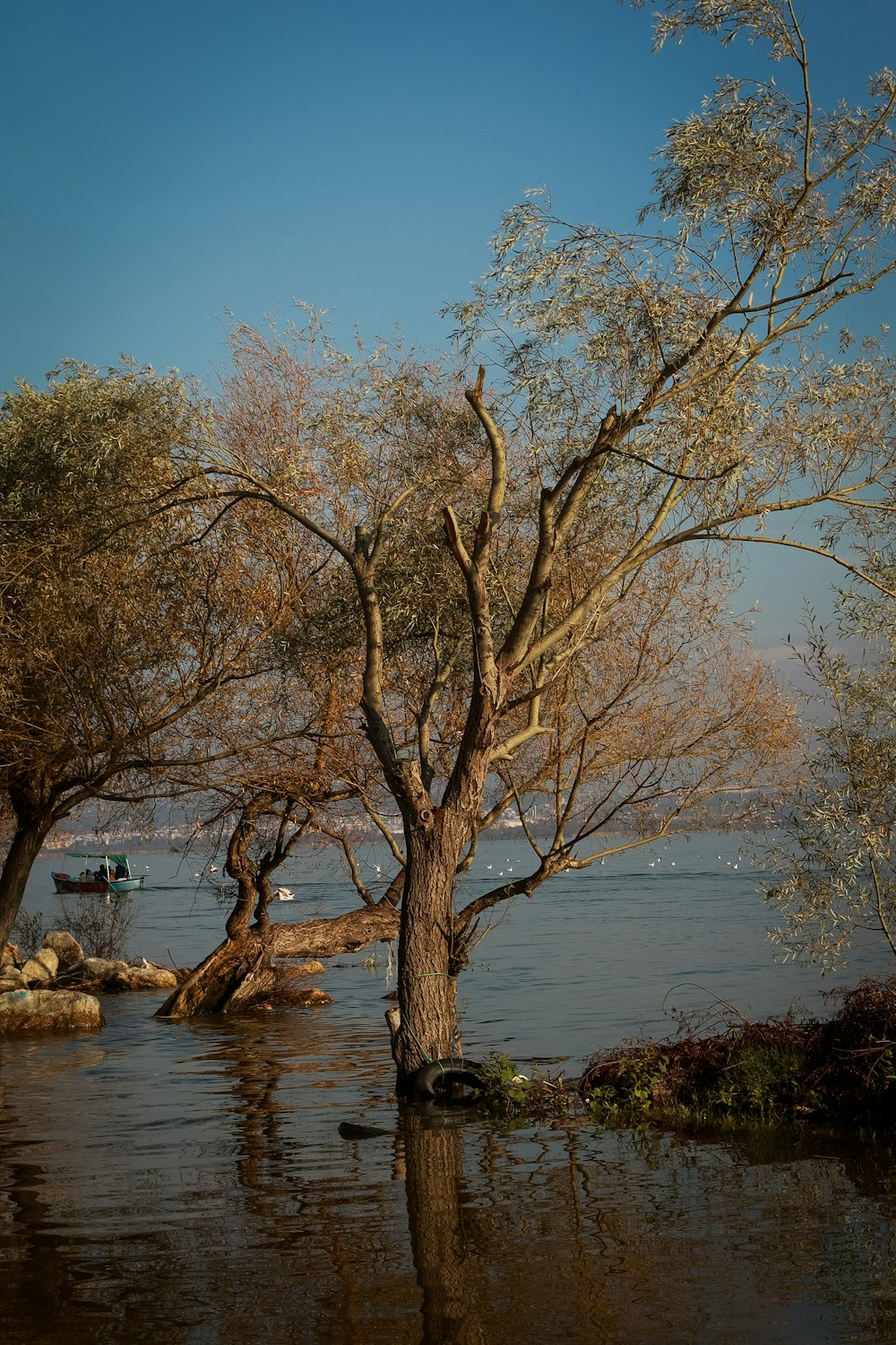 a tree in the middle of a body of water