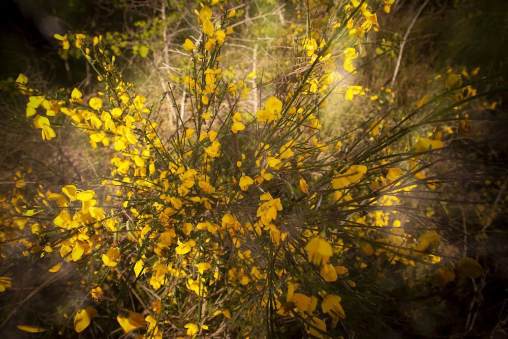 a bush with yellow flowers in the middle of a forest
