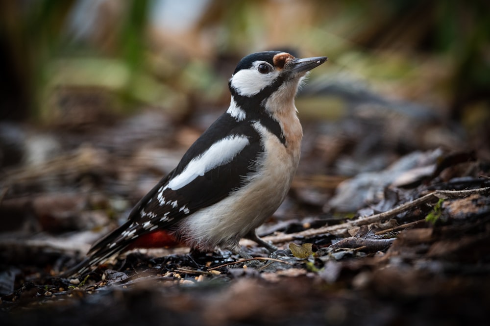 a black and white bird standing on the ground