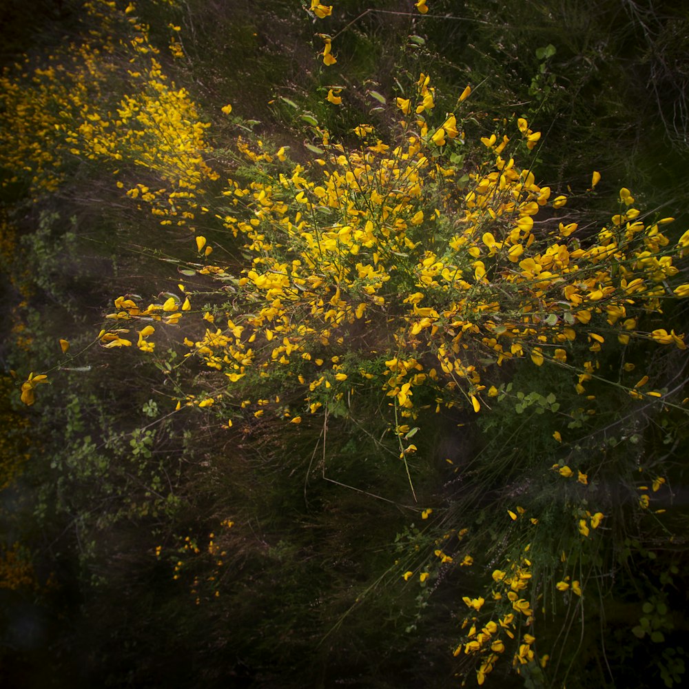 a bunch of yellow flowers that are in the grass