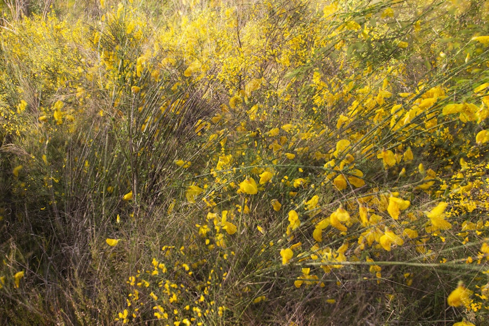 a field full of yellow flowers next to a forest