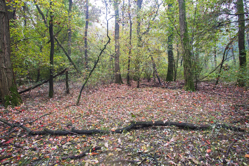 a wooded area with fallen leaves on the ground
