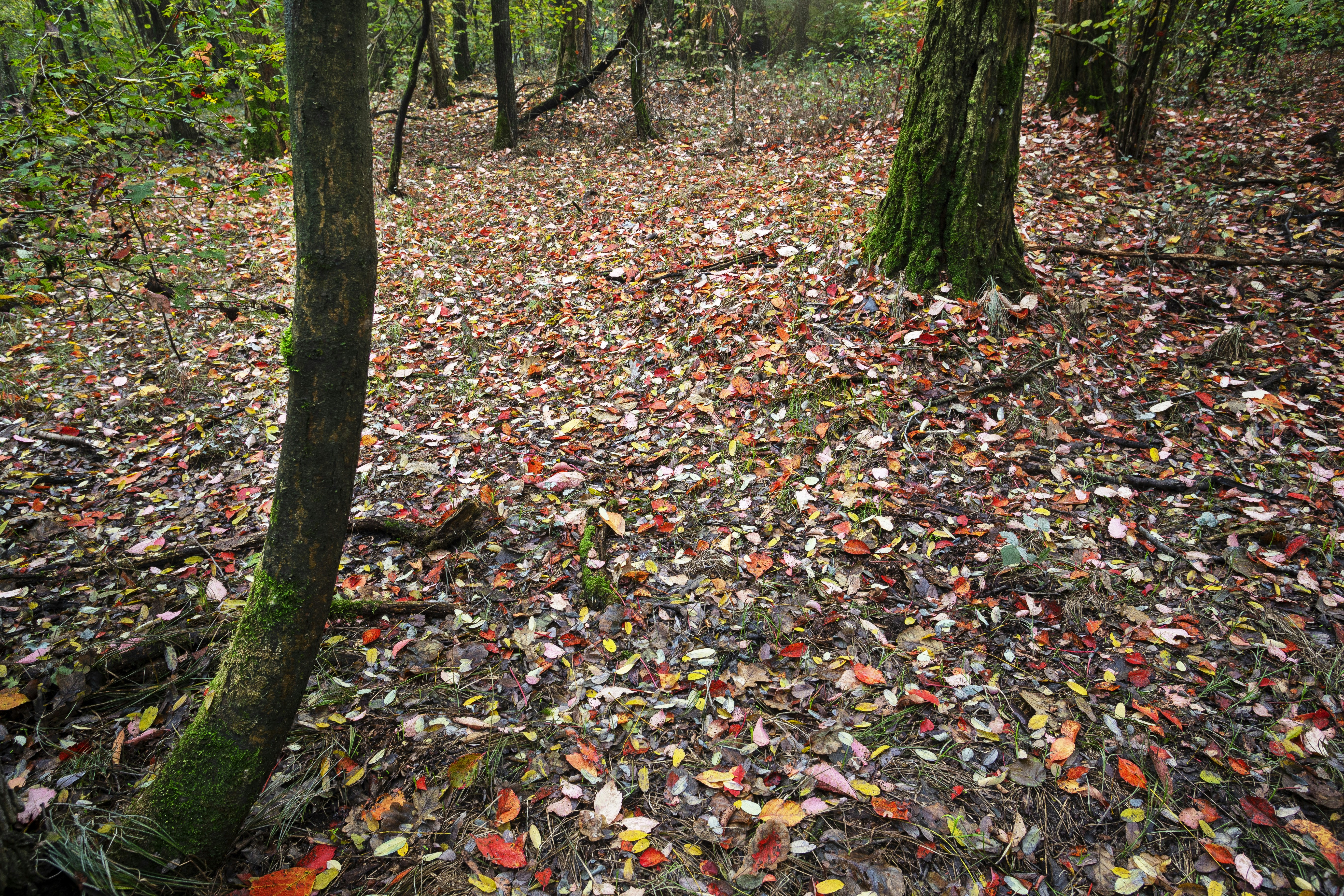 Živý a barevný podzimní les s padlými listy na zemi.