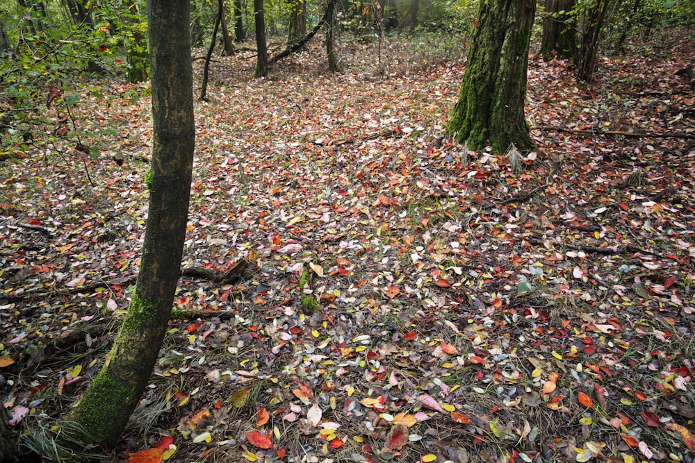 a forest filled with lots of leaf covered trees