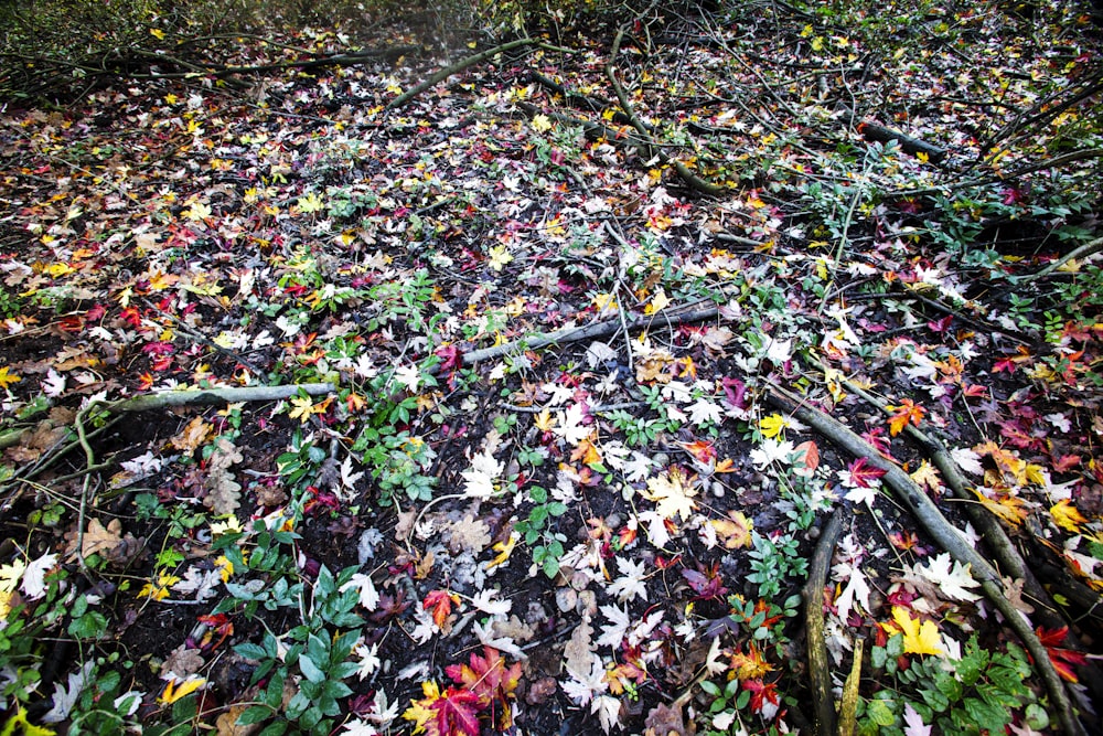 a bunch of leaves that are on the ground