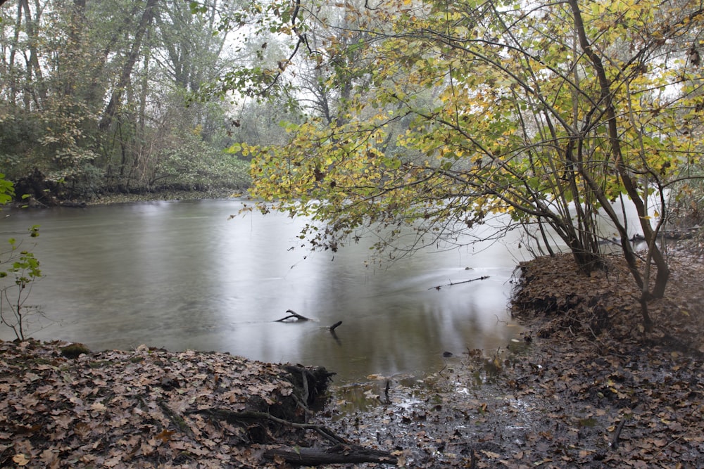 a body of water surrounded by trees and leaves