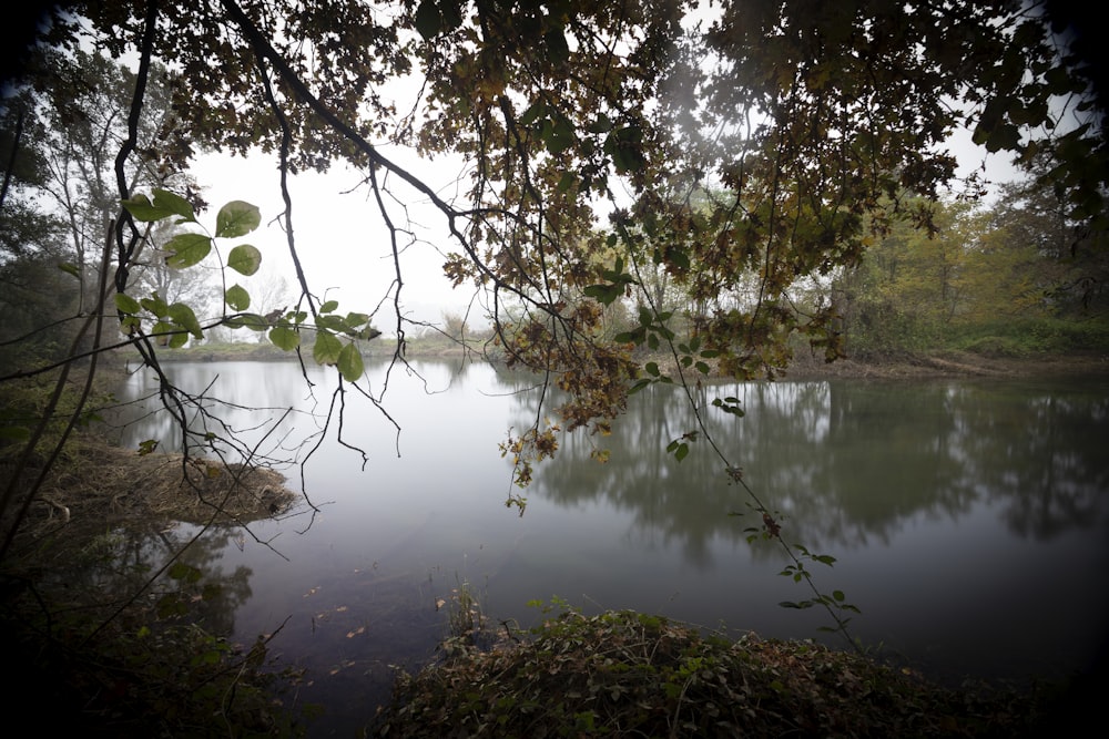 a large body of water surrounded by trees