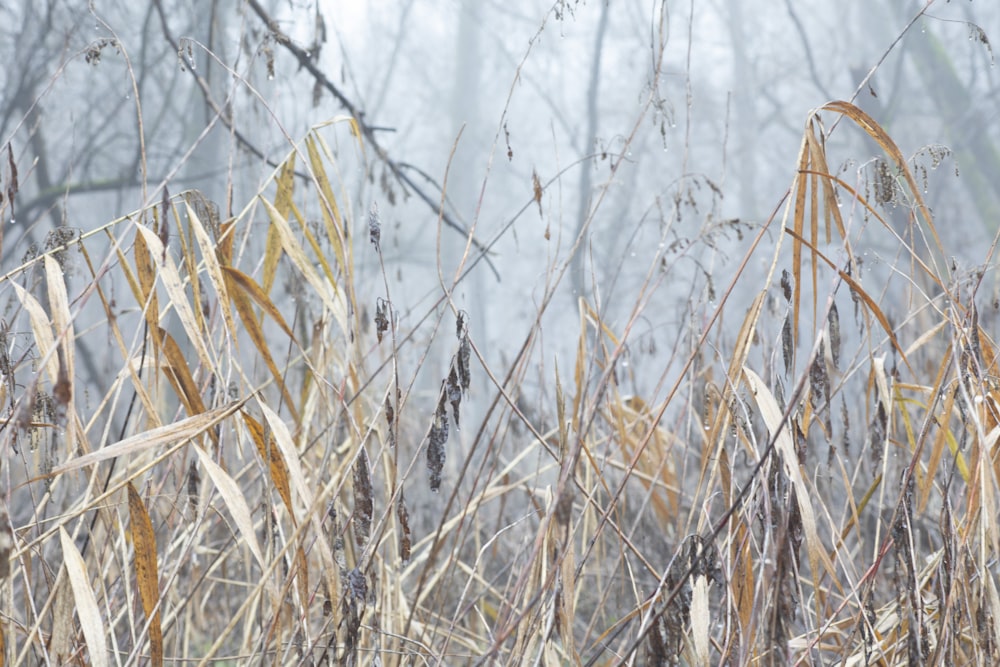 a field of tall dry grass with trees in the background