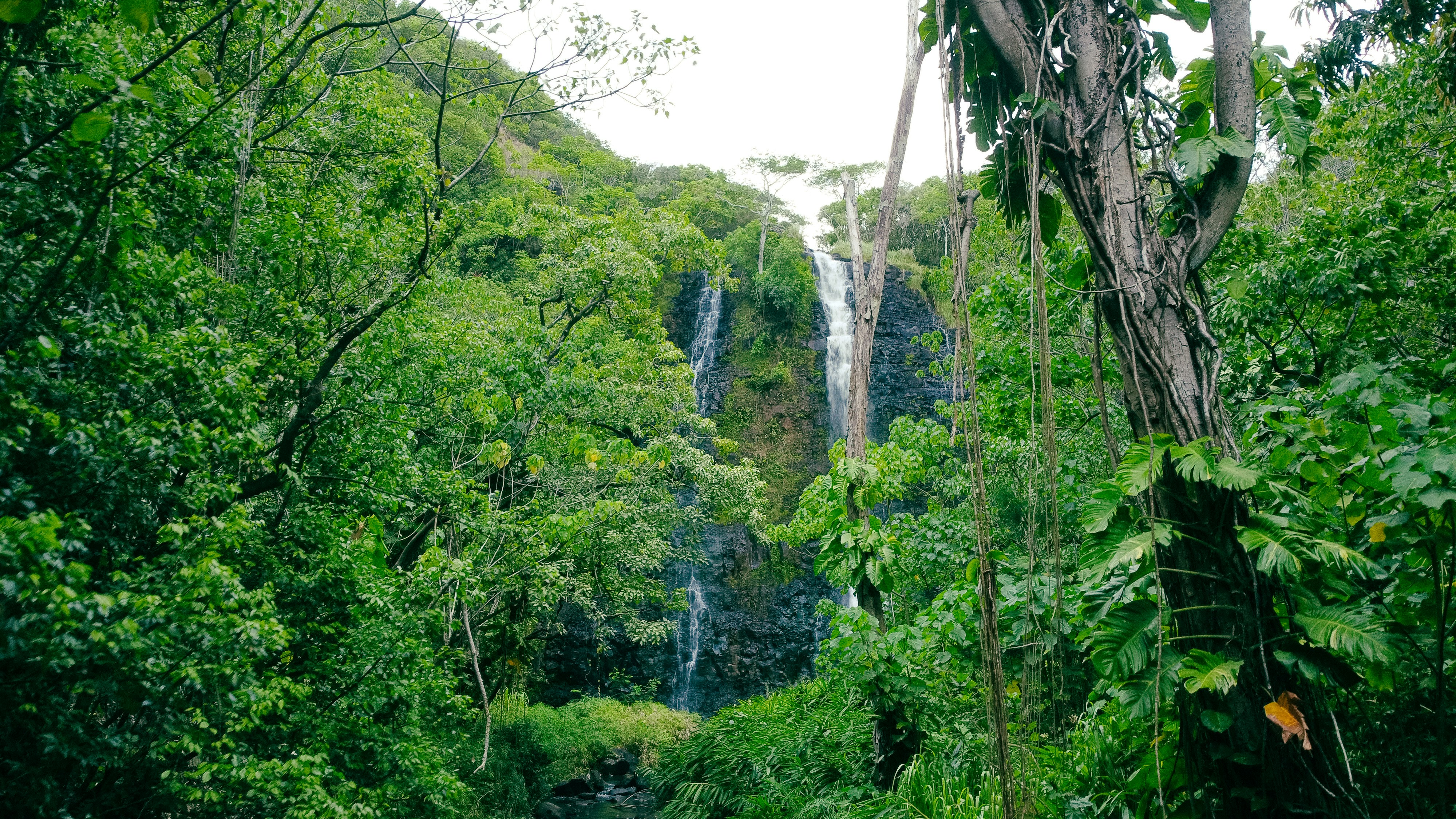 a lush green forest filled with lots of trees