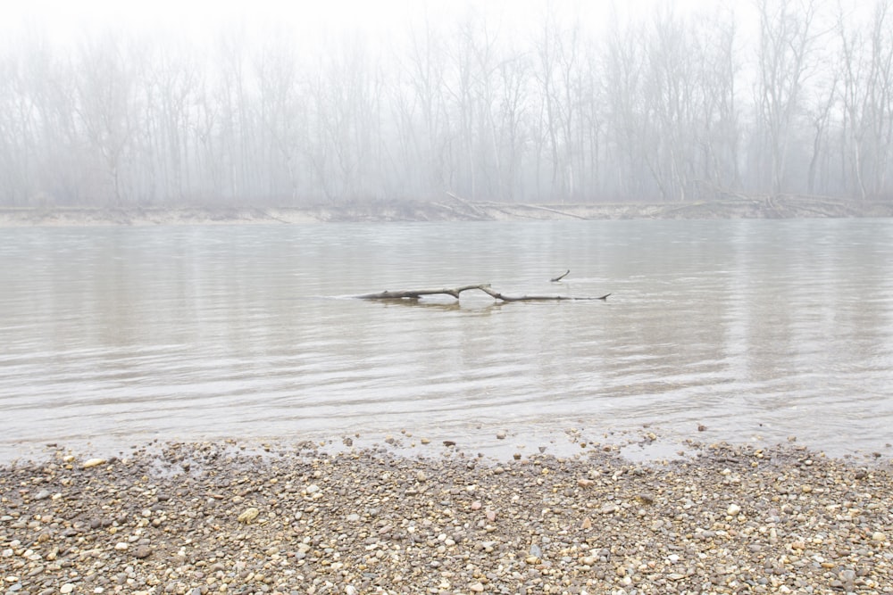 a body of water with trees in the background