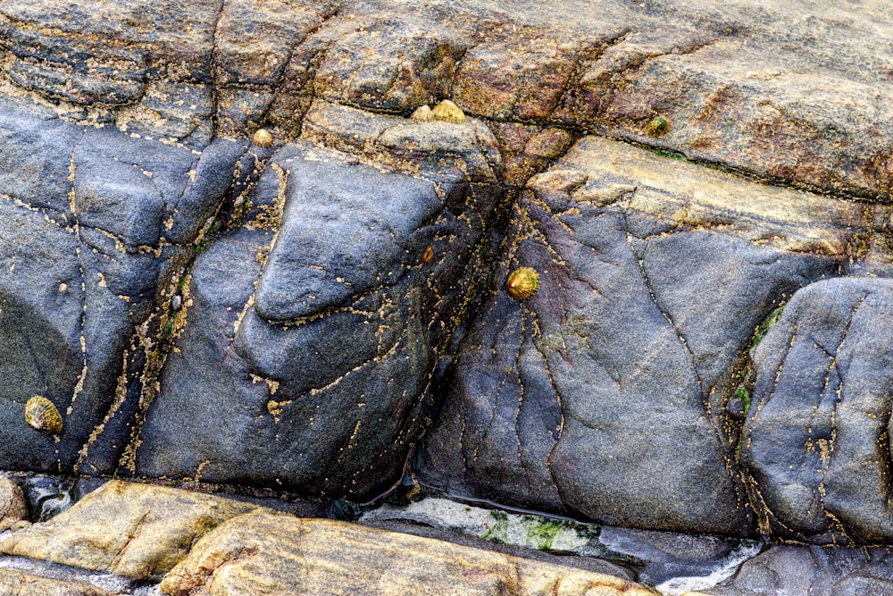 a close up of a rock with moss growing on it