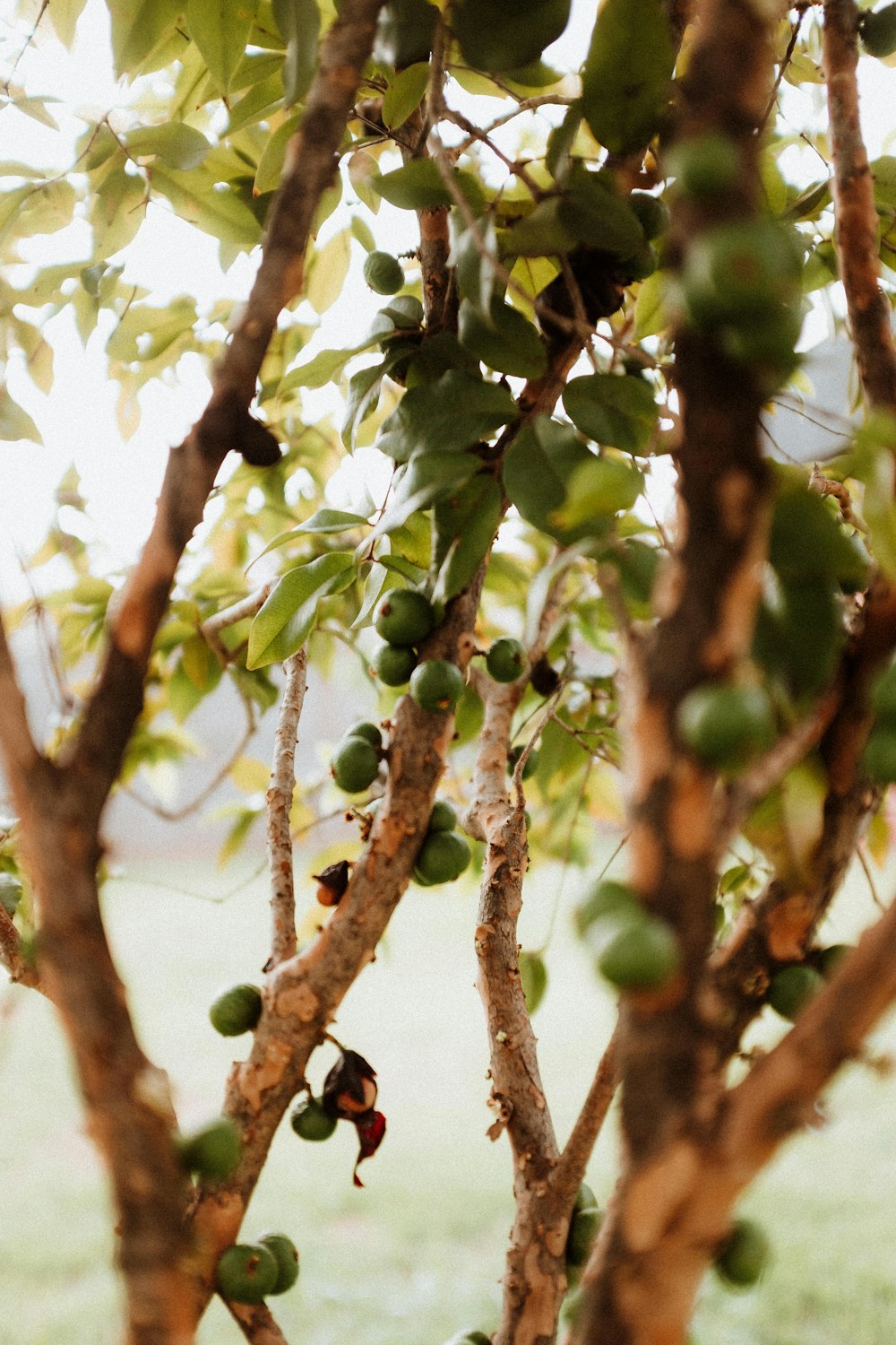 Un primer plano de un árbol con fruta creciendo en él