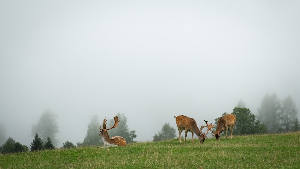 a group of deer standing on top of a lush green field