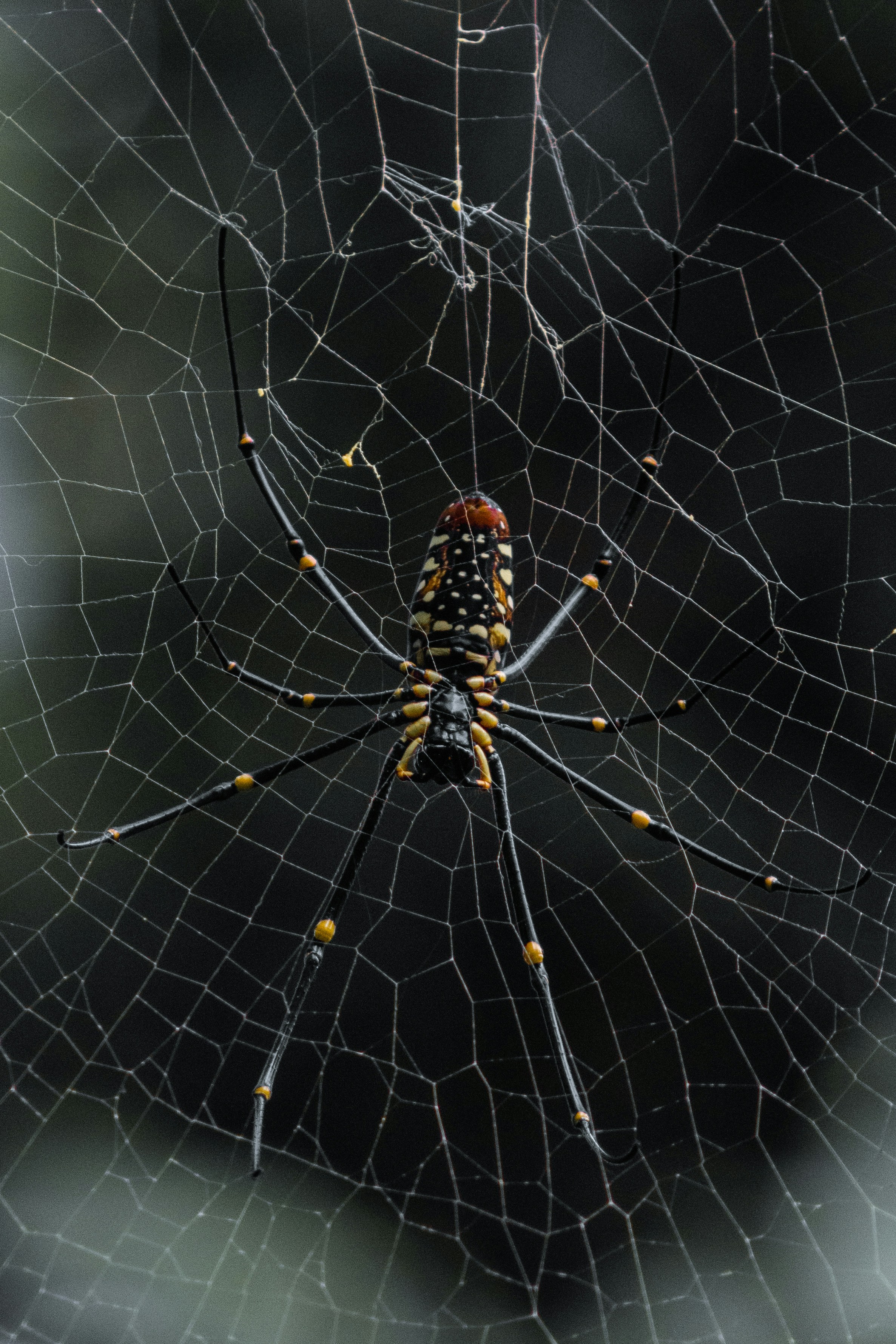a close up of a spider on a web