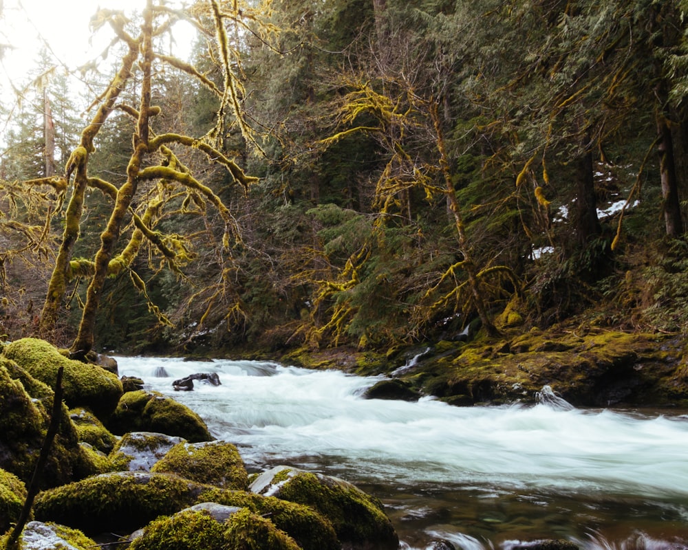 a river running through a lush green forest