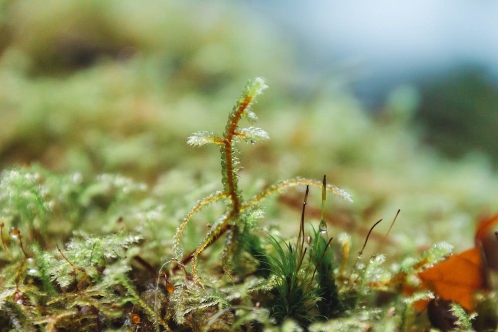 a close up of a plant with moss growing on it