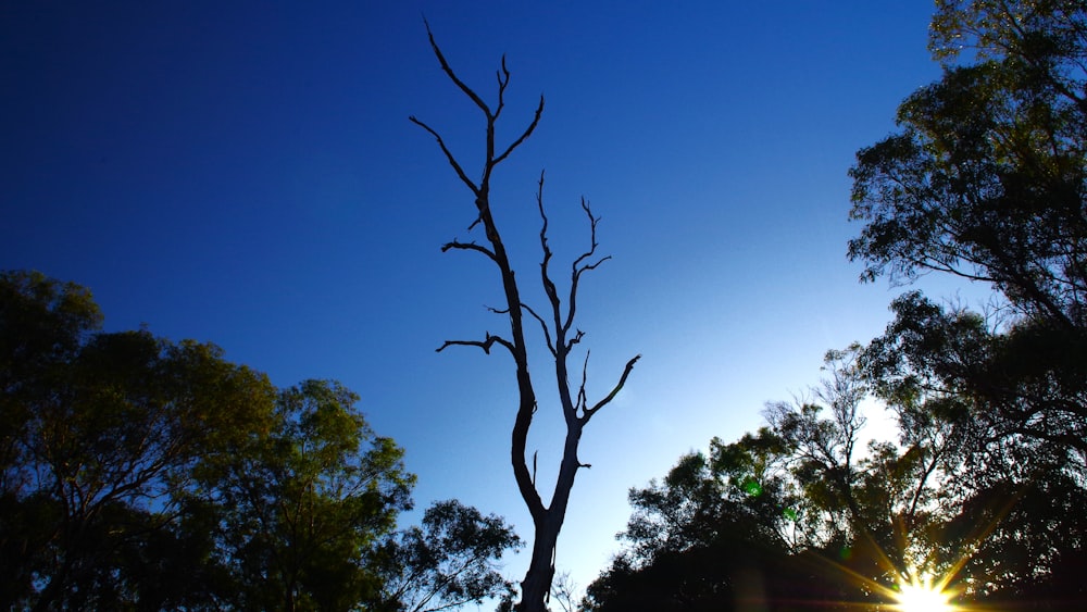 the sun shines brightly through the trees