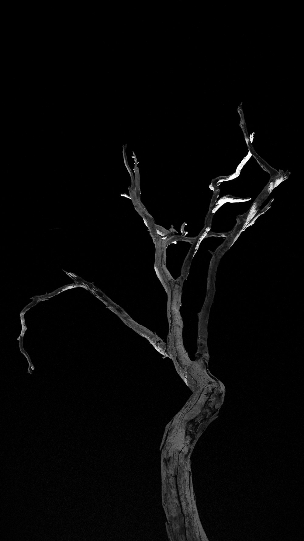 a black and white photo of a bare tree