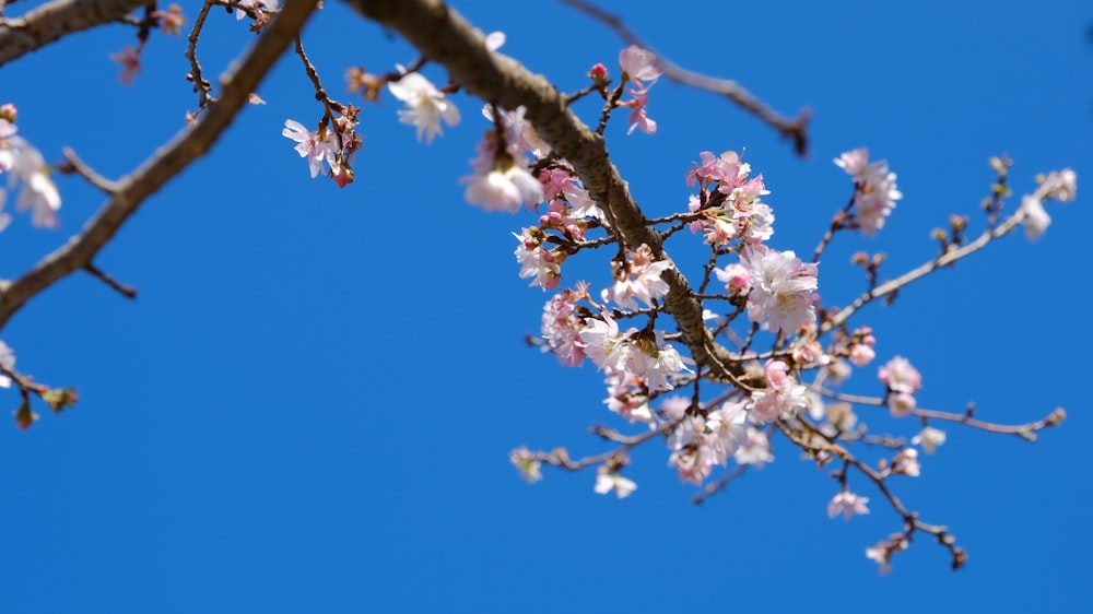 a tree branch with pink flowers against a blue sky