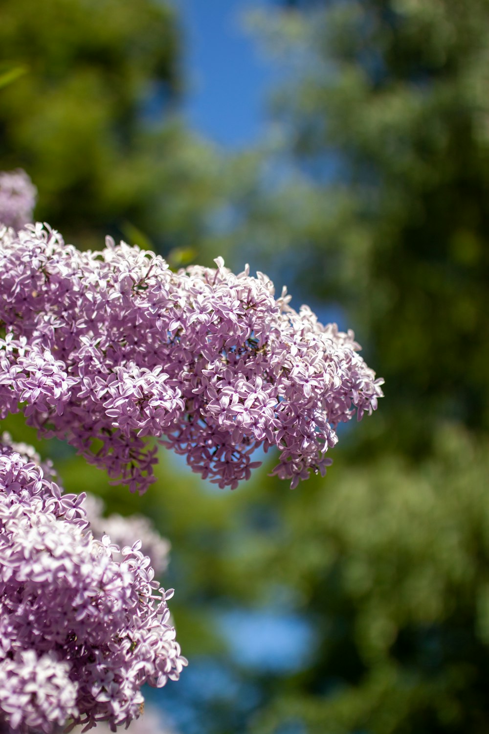 a close up of a purple flower with trees in the background