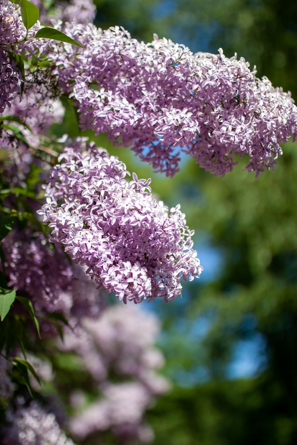 a bunch of purple lilacs hanging from a tree