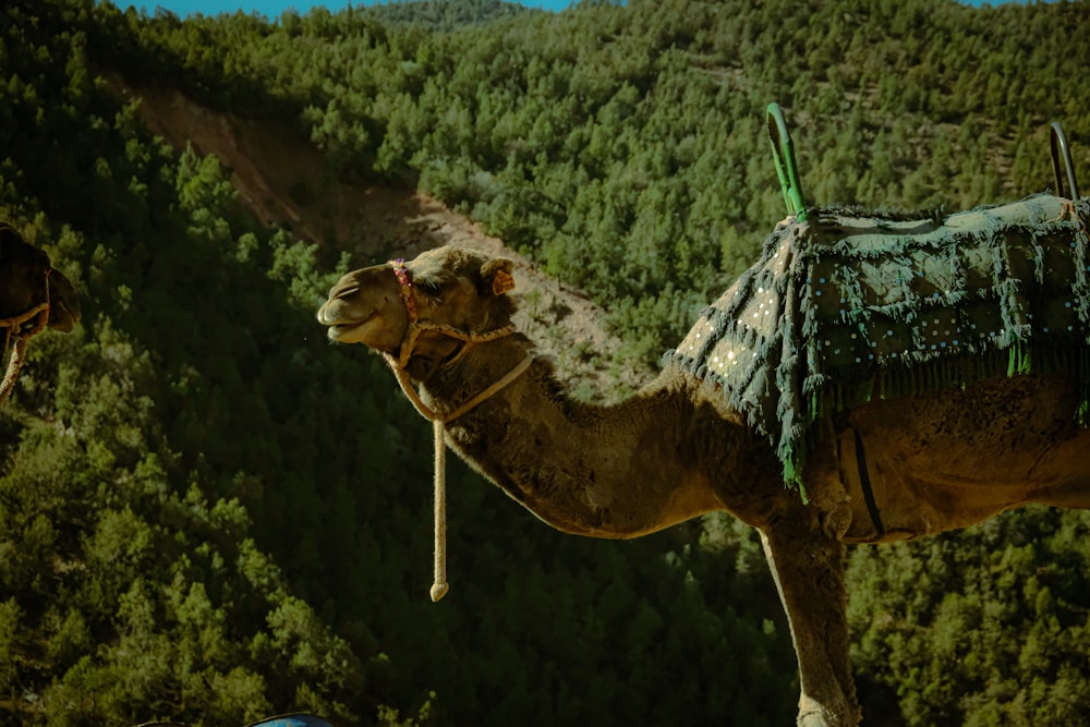 a camel with a saddle on its back