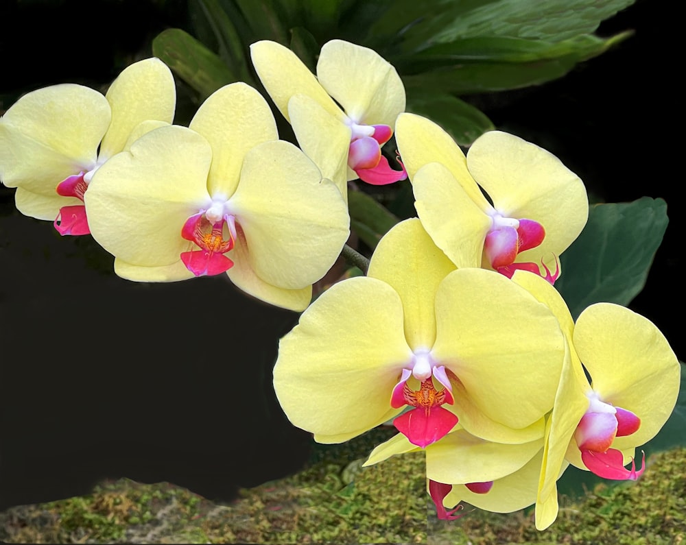a group of yellow and pink flowers sitting on top of a moss covered ground